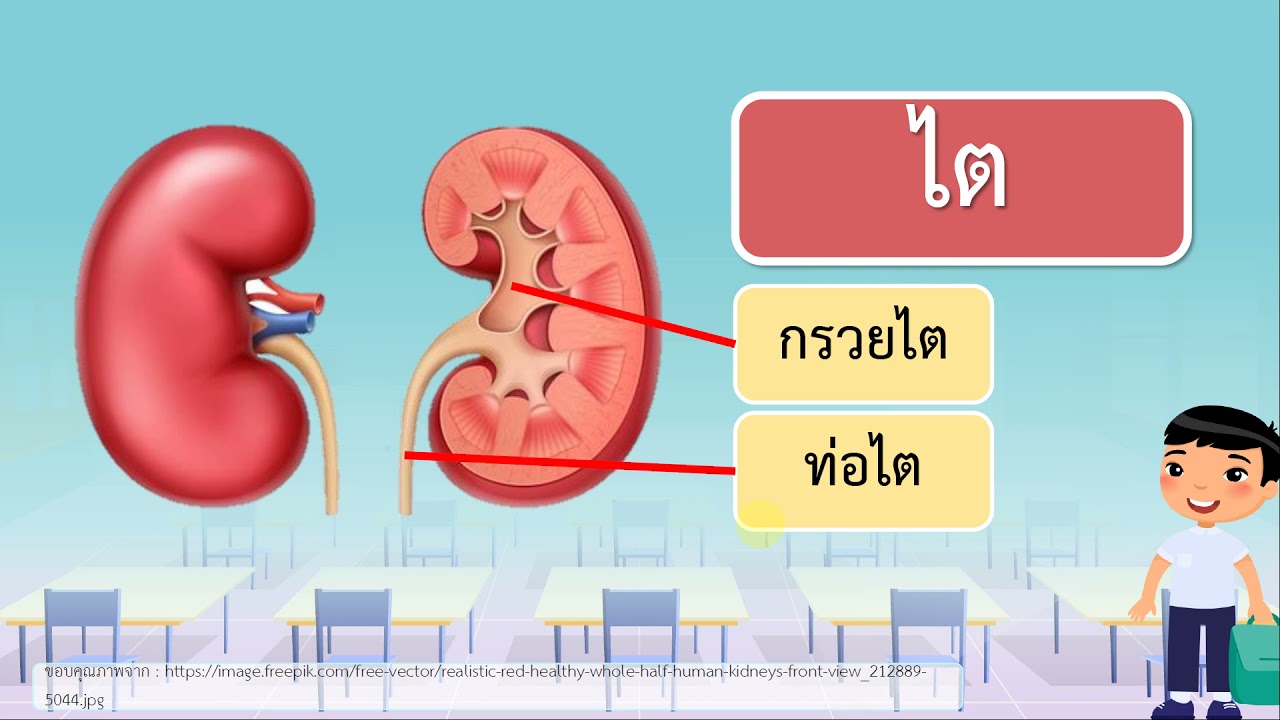 สุขศึกษาและพลศึกษา ป.5 เรื่องระบบขับถ่าย | เนื้อหาที่เกี่ยวข้องข้อสอบ การ ขับถ่ายที่มีรายละเอียดมากที่สุดทั้งหมด