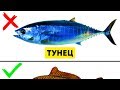 9 Видов Рыбы, Которые Не Стоит Есть