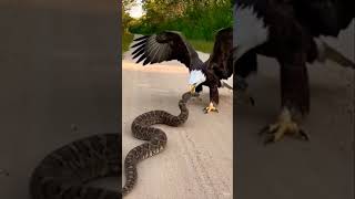 The Battle for the High Ground. 🦅🐍#WildlifePhotography #NatureIsMetal #AmericanEagle #Rattlesnake