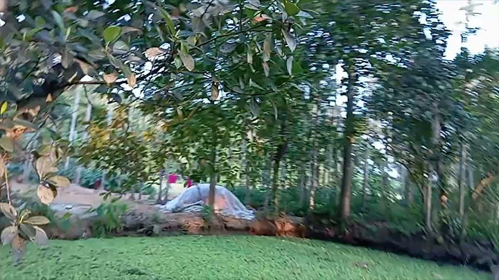 গাছ থেকে পেড়ে টাটকা কাঁঠাল খেলাম! এমন মিষ্টি কাঁঠাল জীবনে খাইনি! 🥰🍈