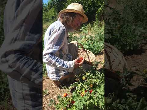 Ce que la canicule apprend aux tomates ! 🌱🔥