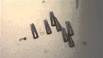 Nature Communications : Dynamic designing of microstructures by chemical gradient-mediated growth