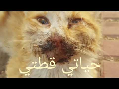 فيديو: فيروس البثره في القطط