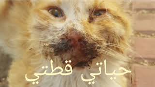 فيروس الكالسي للقطط 🐈أعراضه علاجه و الحماية منه👆