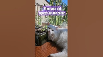 First time trying catnip 😻 #catnip #firsttime #cutecat #funnycats