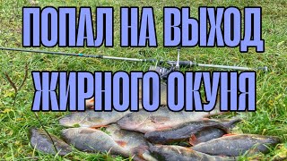 видео: ПОПАЛ НА ВЫХОД ЖИРНОГО ОКУНЯ. ЛОВЛЯ ОКУНЯ НА СИЛИКОНОВЫЕ ПРИМАНКИ ОСЕНЬЮ. РЫБАЛКА НА СПИННИНГ. картинка: ПОПАЛ НА ВЫХОД ЖИРНОГО ОКУНЯ. ЛОВЛЯ ОКУНЯ НА СИЛИКОНОВЫЕ ПРИМАНКИ ОСЕНЬЮ. РЫБАЛКА НА СПИННИНГ.