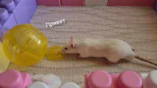 хомяк/ джунгарик/ прогулка/ жизнь хомячка/ ハムスター/ 仓鼠/ hamster/ rat/ happi/смешные видео