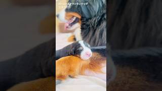 【生後7日目】スヤスヤ眠る赤ちゃんバーニーズ🐾
