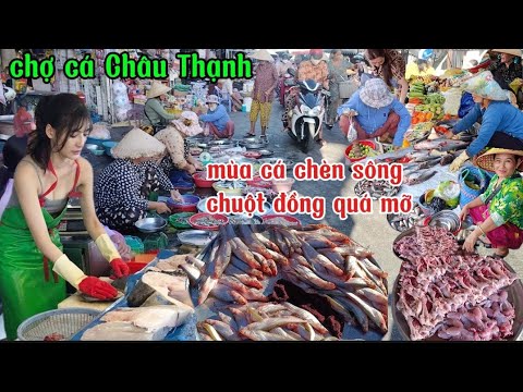 Chợ Châu Thạnh , mùa cá chèn sông , chuột đồng quá mỡ.