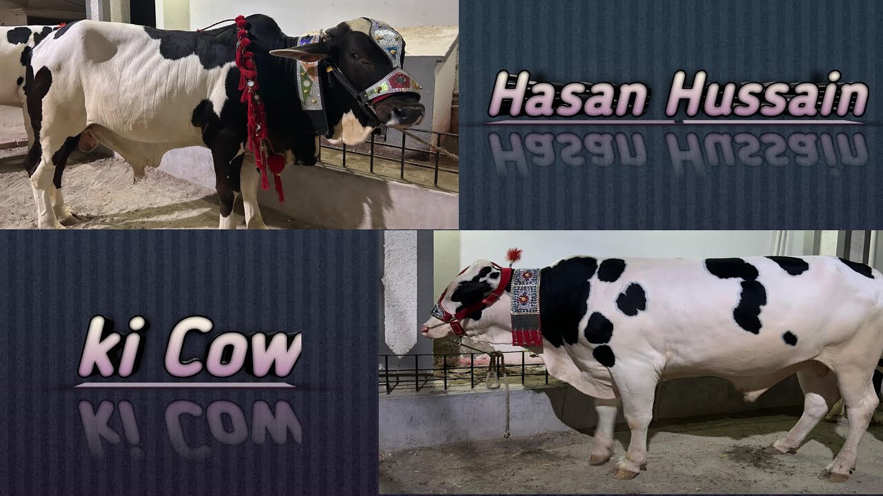 Addition of new Cows🐄|Lifewithumer1||