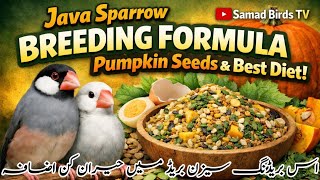 Best Breeding Formula Pumpkin Seeds | Java Finch Breeding Formula | Pumpkin Seeds Benefits for birds
