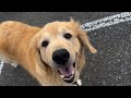 ゴールデンレトリバーの散歩（歩かないから毎回公園で走らせます）