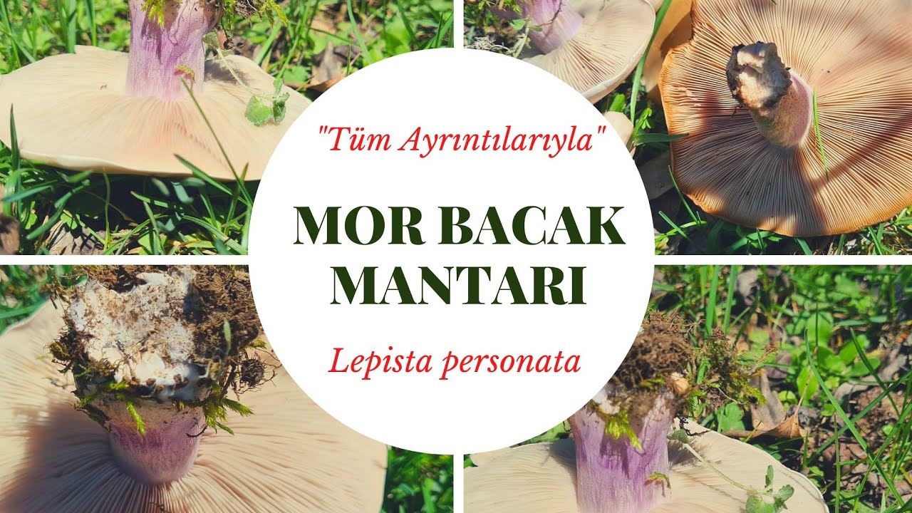 MOR BACAK MANTARI - Lepista personata [Tüm Ayrıntılarıyla] (Tanıtım 3/2021)