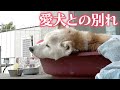 飼い主の葛藤　19歳愛犬との別れ　認知症で夜鳴き…互いの幸せ願い“老犬ホーム”で最期を「さよならできず、ごめんね」