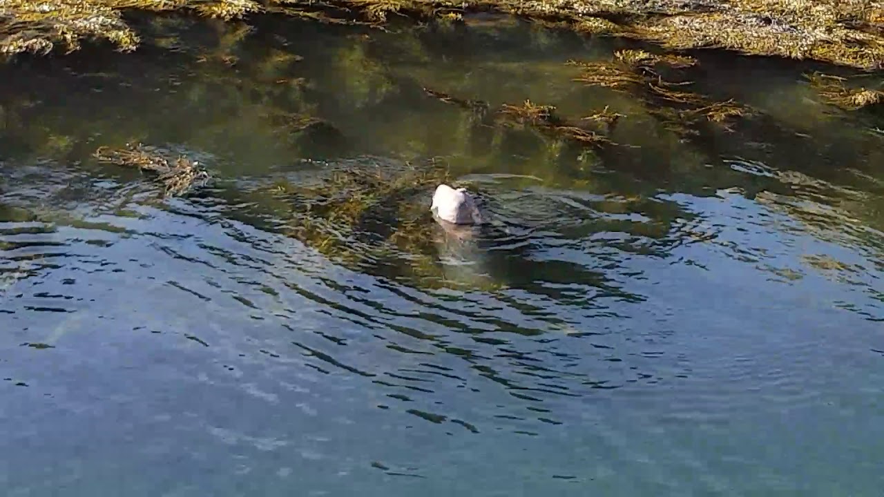 Seal at the Sound...dive, dive, dive.   I.O.M.