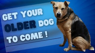 How to Get Your Older Dog to COME to You When CALLED by Dog Training Advice Tips 375 views 2 months ago 6 minutes, 21 seconds