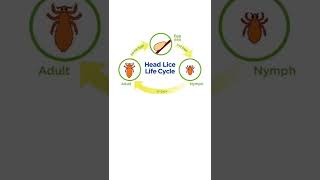 EP-19 | The life cycle of head lice (Sar e Bott) #OneMinuteShow #ChiraghBaloch