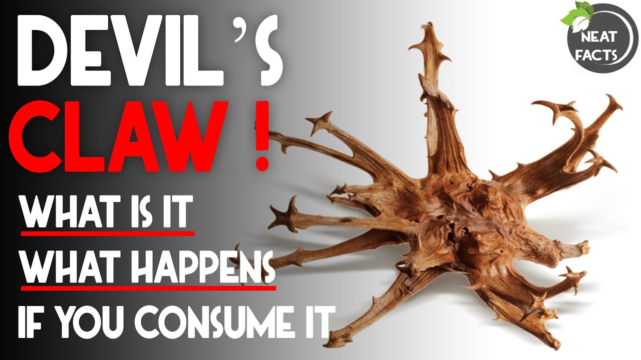 What Happens If you Consume DEVIL'S CLAW !! YouTube