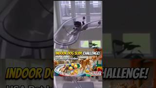 We Built an Indoor SLIDE for Our Dogs! 😂 (Funny Reactions