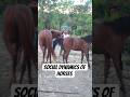 Dynamics of Social Relationships Between Horses in Managed Environments🐴 #shorts