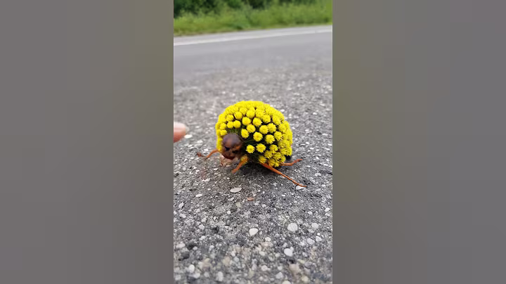 The dome on this beetle isn’t camouflage — it’s a warning flare.