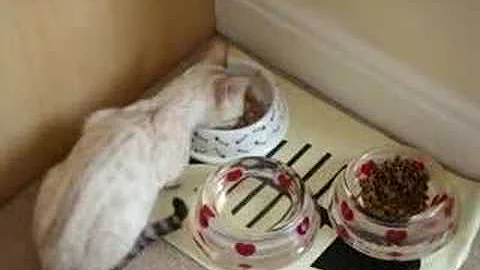 Video 11182391: snow spotted bengal, bengal eating