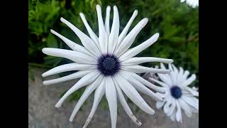 Didar Of Taj Mahal Agra Please