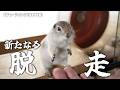 お前も脱走するんか!【リチャードソンジリス】