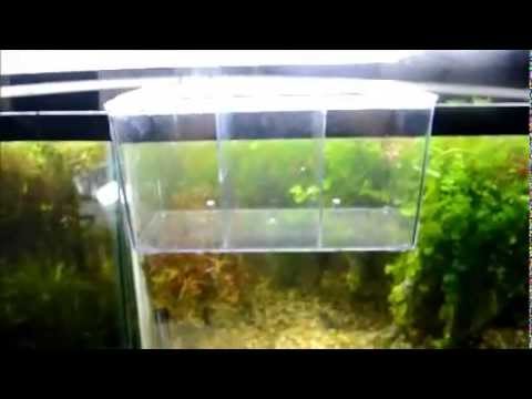 Achetez en Gros interne skimmer aquarium en Ligne à des