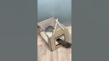 #mousetrap mouse trap ideagood rat trap at home #mousetrap2022 #mousetrap #rattrap #rat#1564