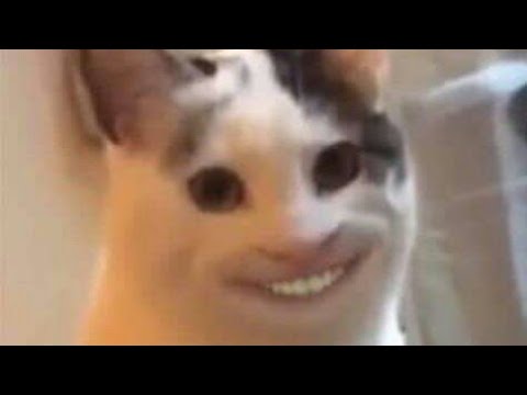 camera iphone 8 plus apk Iluminati gato