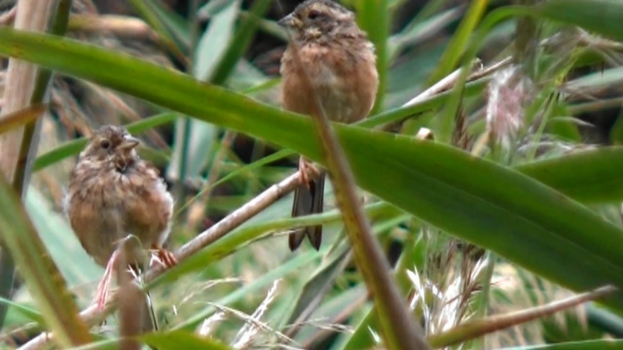 ホオジロの鳴き声 10種類 嘴の動きがわかるリップシンクロ 野鳥八珍伝 Youtube