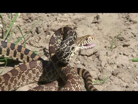Orry Martin: Texas Snake Hunter -- Bullsnake