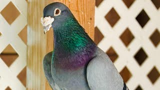 Update - Racing Homing Pigeons - Breeders &amp; OLR #pigeon #kabootar #kabutar 
