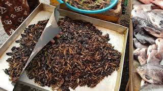 Edible Insects... A Mixed Bag