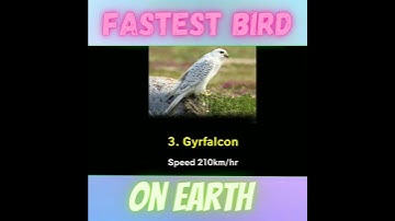 Top 5 Fastest Bird On Earth!