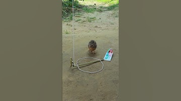 Amazing creative diy unique technique quail trap #shortvideo #shorts #ytshorts