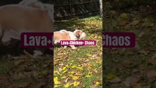 When The Zoomies Hit And The Ground Is Lava But Also Chicken. Welcome To Steves