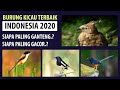 Burung Kicau Terbaik 2020 - Burung gacor murah tapi berkualitas