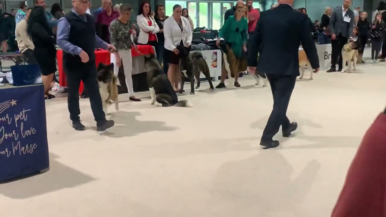 WDS 2021, American Akita junior female