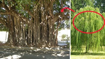 5 loại cây KHÔNG nên trồng trước cửa nhà để tránh "gặp họ.a"