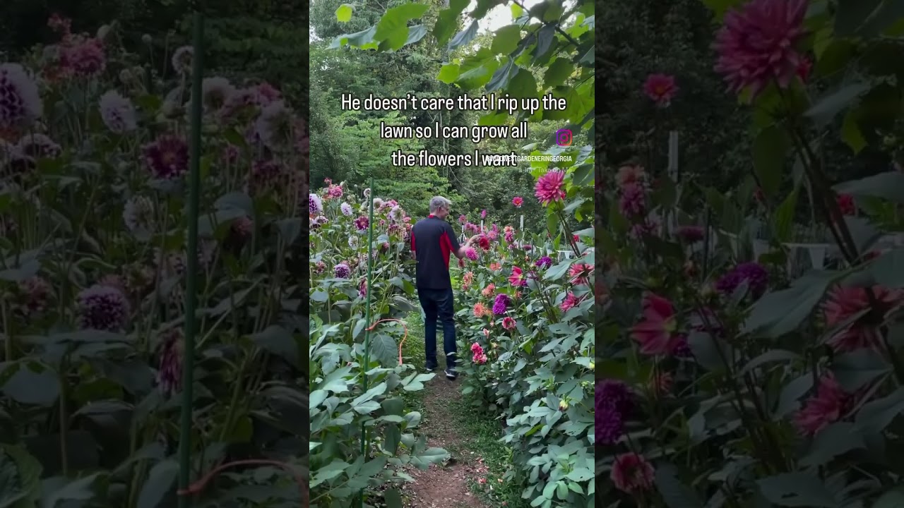 My gentle 6’8” giant in the dahlia patch 
