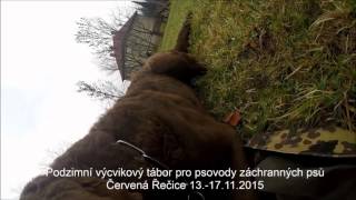 SAR DOG CZ   Chesapeake bay Retriever   GREYJOY