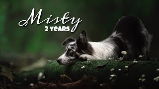 Misty border collie 2 years