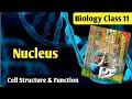 Nucleus The brain of Cell | cell structure and function