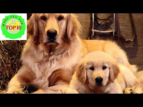 Top 10 Smartest Dog Breeds in the World - Top Ten Stuffs ... Top 10 Smartest Dog Breeds in the World - Top Ten Stuffs ...