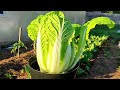 Показываю как вырастить Пекинскую Капусту в горшке