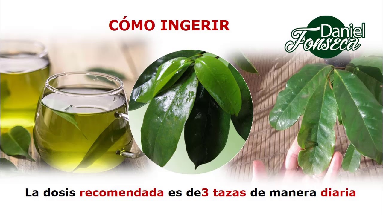 Para Que Sirve La Hoja De Guanabana YouTube