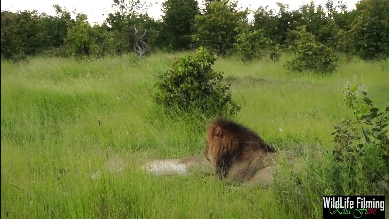 Modisa Mababe dominant male courtship