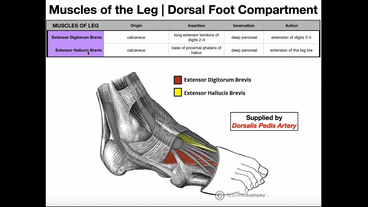 Dorsal Foot Muscles Anatomy Origins Insertions And More Youtube